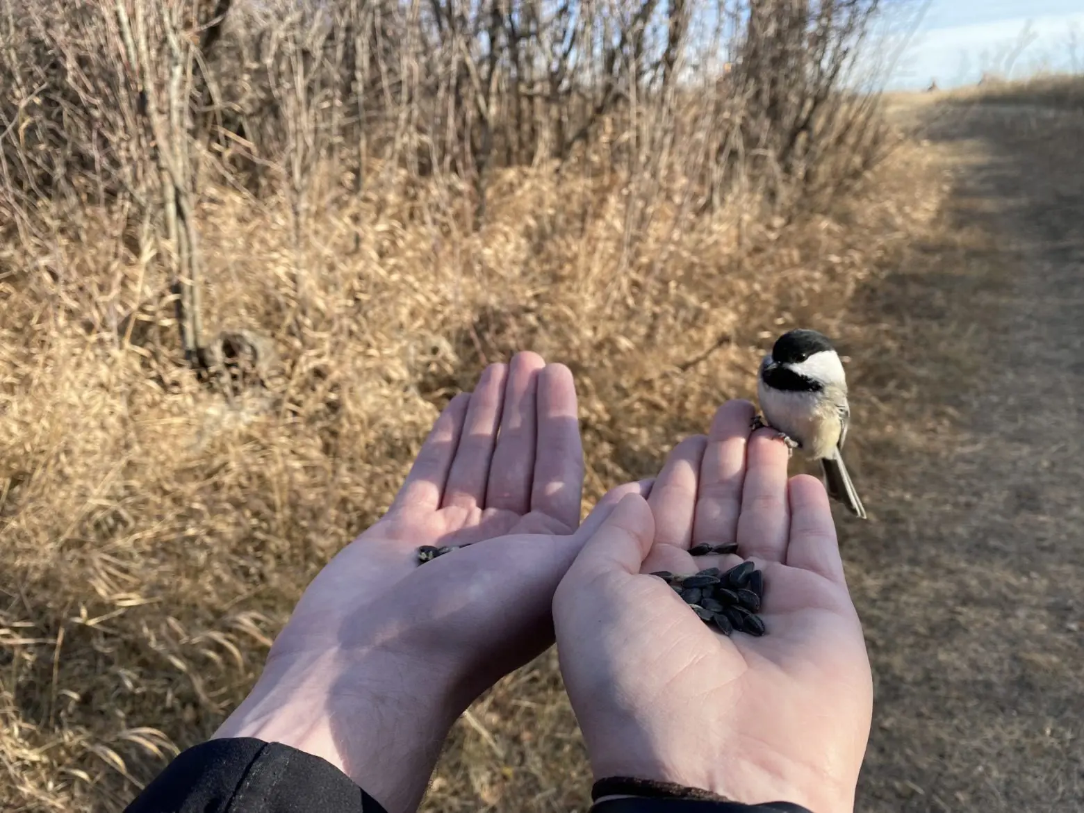 Taryn holding a chickadee during her nature walk.
