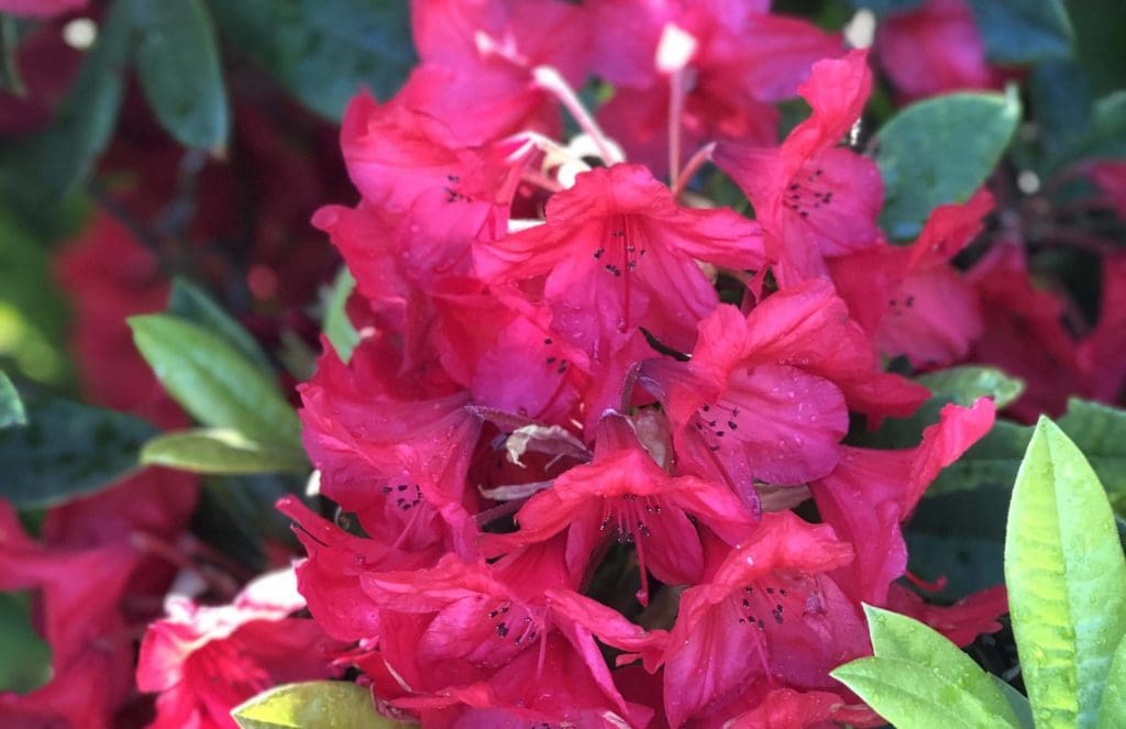 Pink Flowers